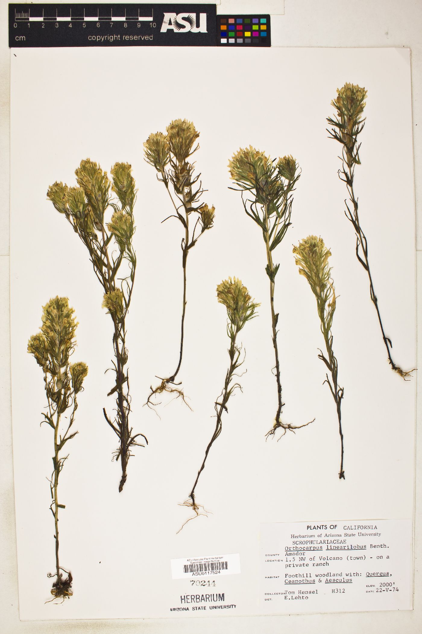 Orthocarpus linearilobus image