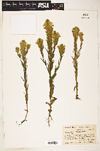 Image of Orthocarpus lithospermoides