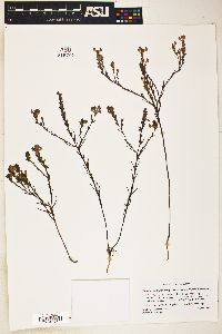 Orthocarpus holmgreniorum image