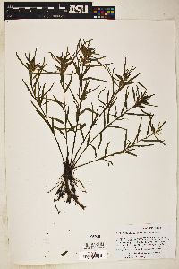 Image of Pedicularis angustifolia