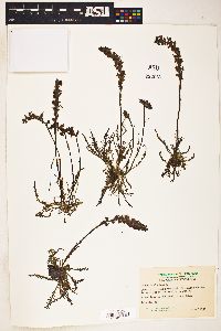 Pedicularis attollens image