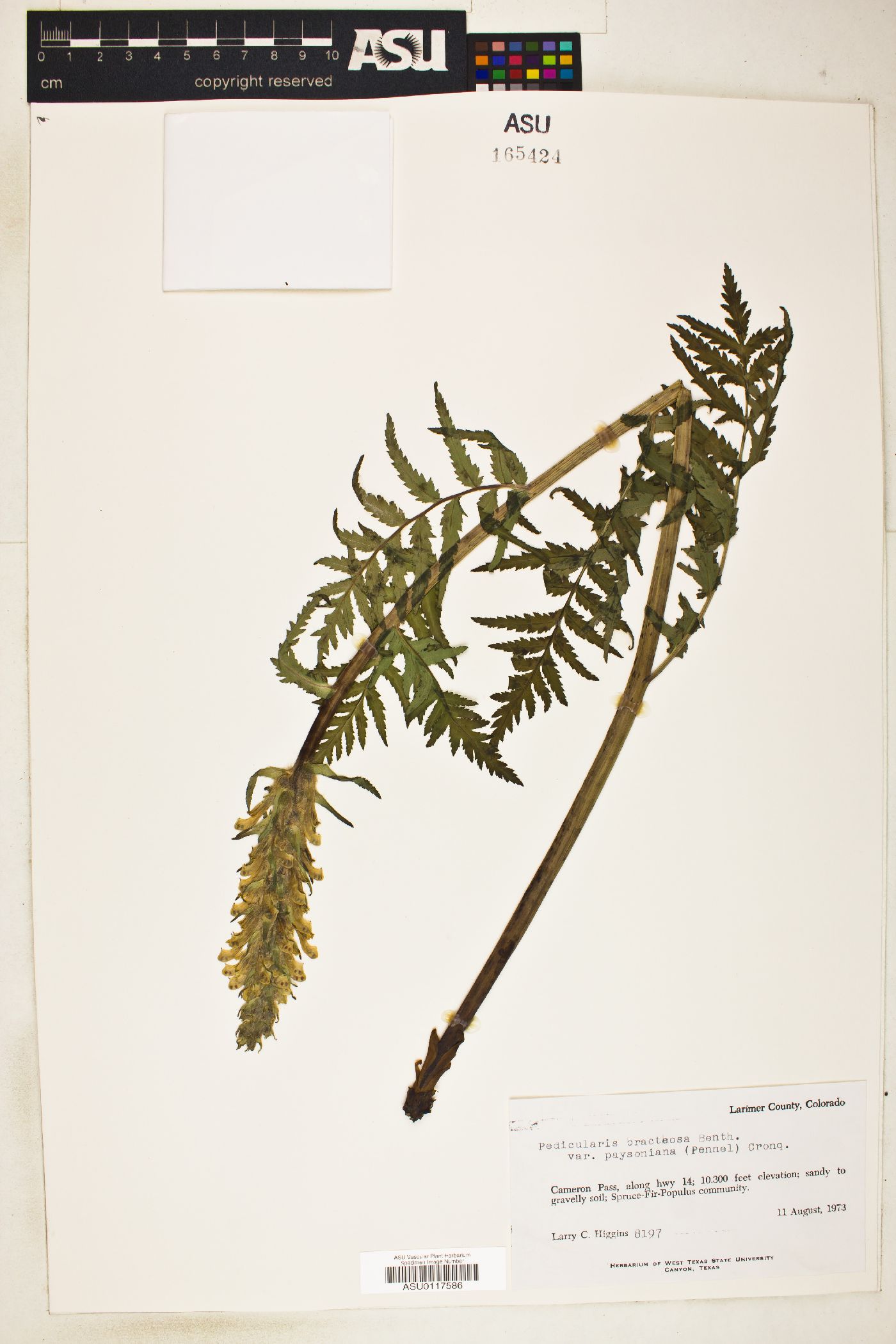 Pedicularis bracteosa var. paysoniana image
