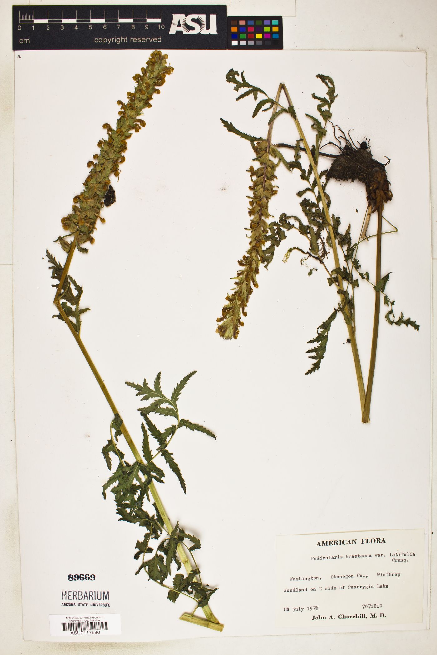 Pedicularis bracteosa var. latifolia image