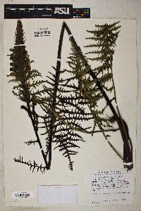 Pedicularis procera image