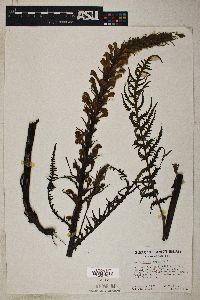 Pedicularis procera image