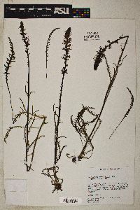 Pedicularis groenlandica image