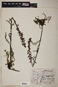 Pedicularis groenlandica image