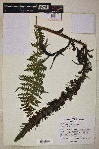 Pedicularis procera image