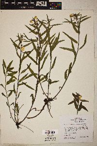 Pedicularis racemosa subsp. alba image