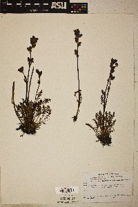 Pedicularis rainierensis image