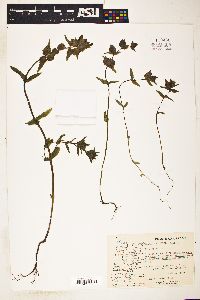 Rhinanthus minor subsp. minor image