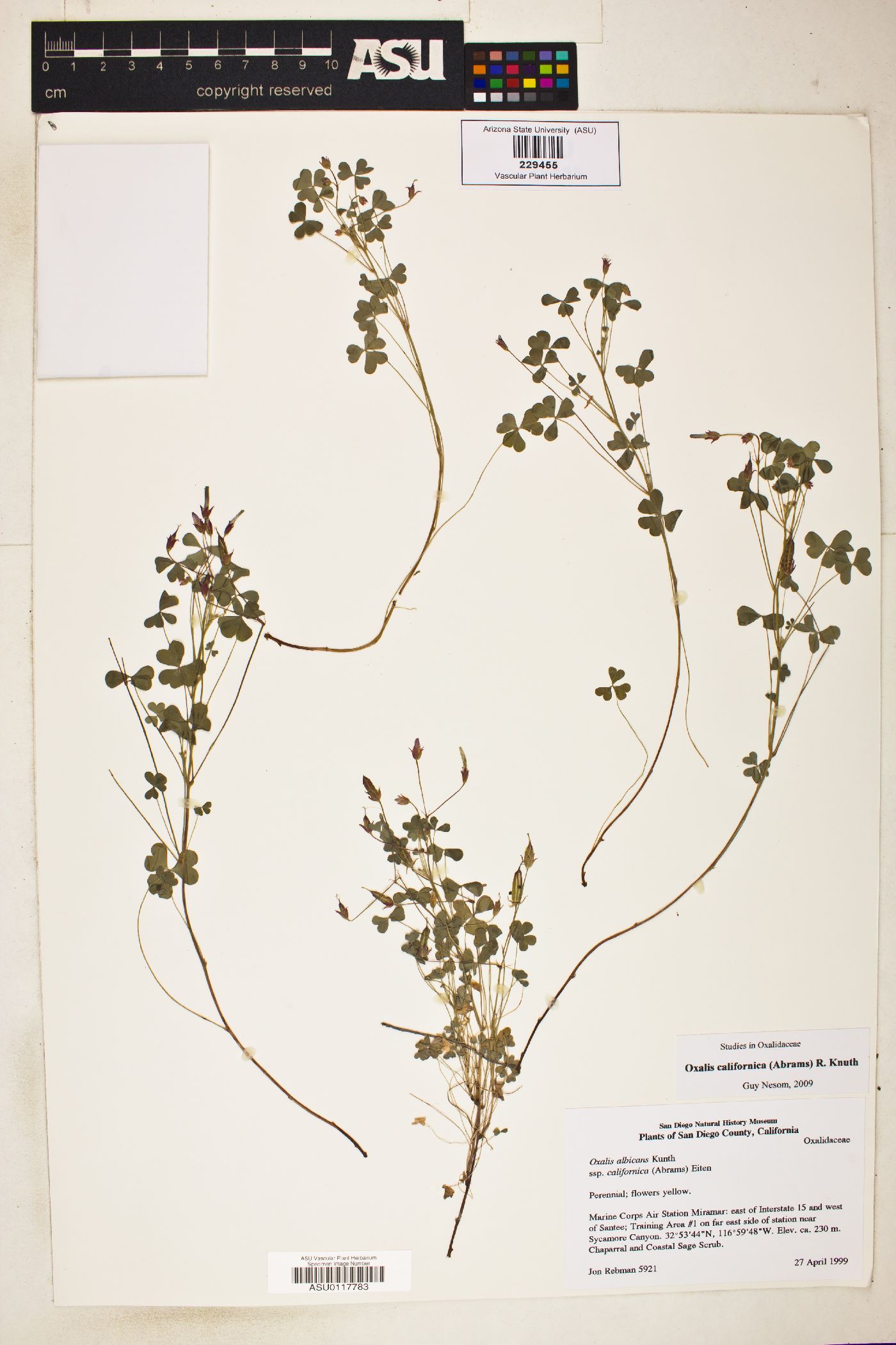 Oxalis albicans subsp. californica image