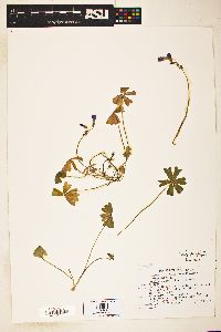 Oxalis decaphylla image