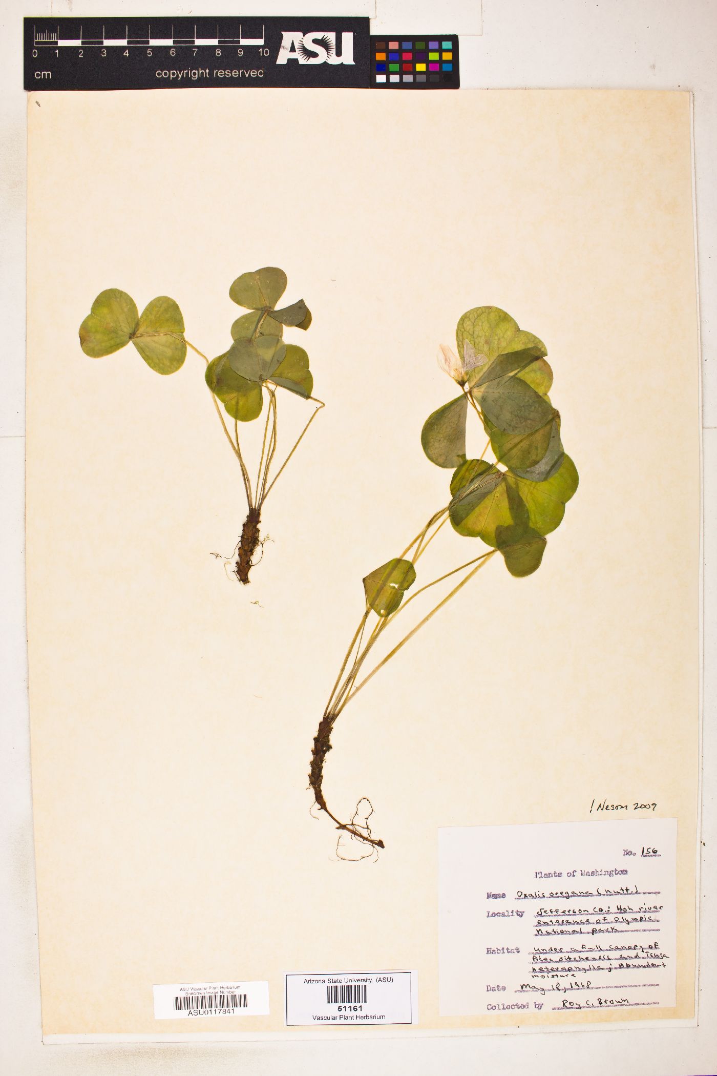 Oxalis oregana image