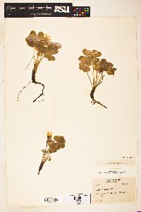 Oxalis oregana image