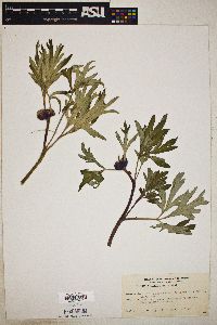 Paeonia californica image