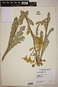 Argemone munita subsp. rotundata image