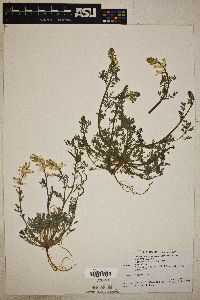 Corydalis aurea image