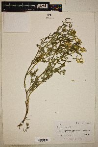 Corydalis aurea image