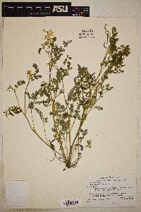 Corydalis aurea image