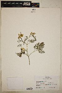 Corydalis aurea image