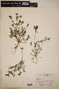 Corydalis flavula image