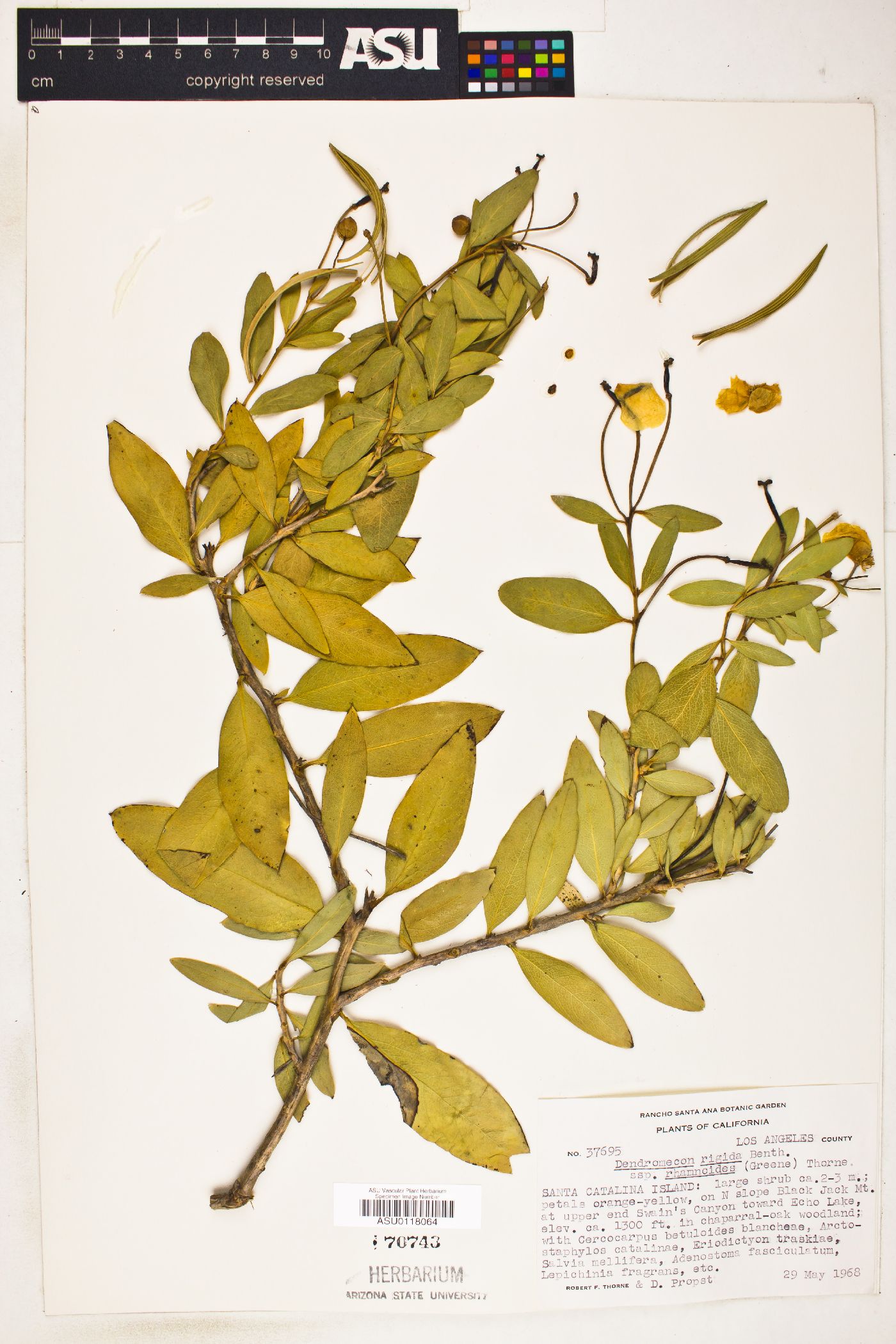 Dendromecon rigida subsp. rhamnoides image