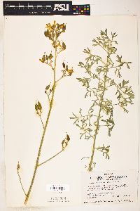 Image of Dicentra chrysantha