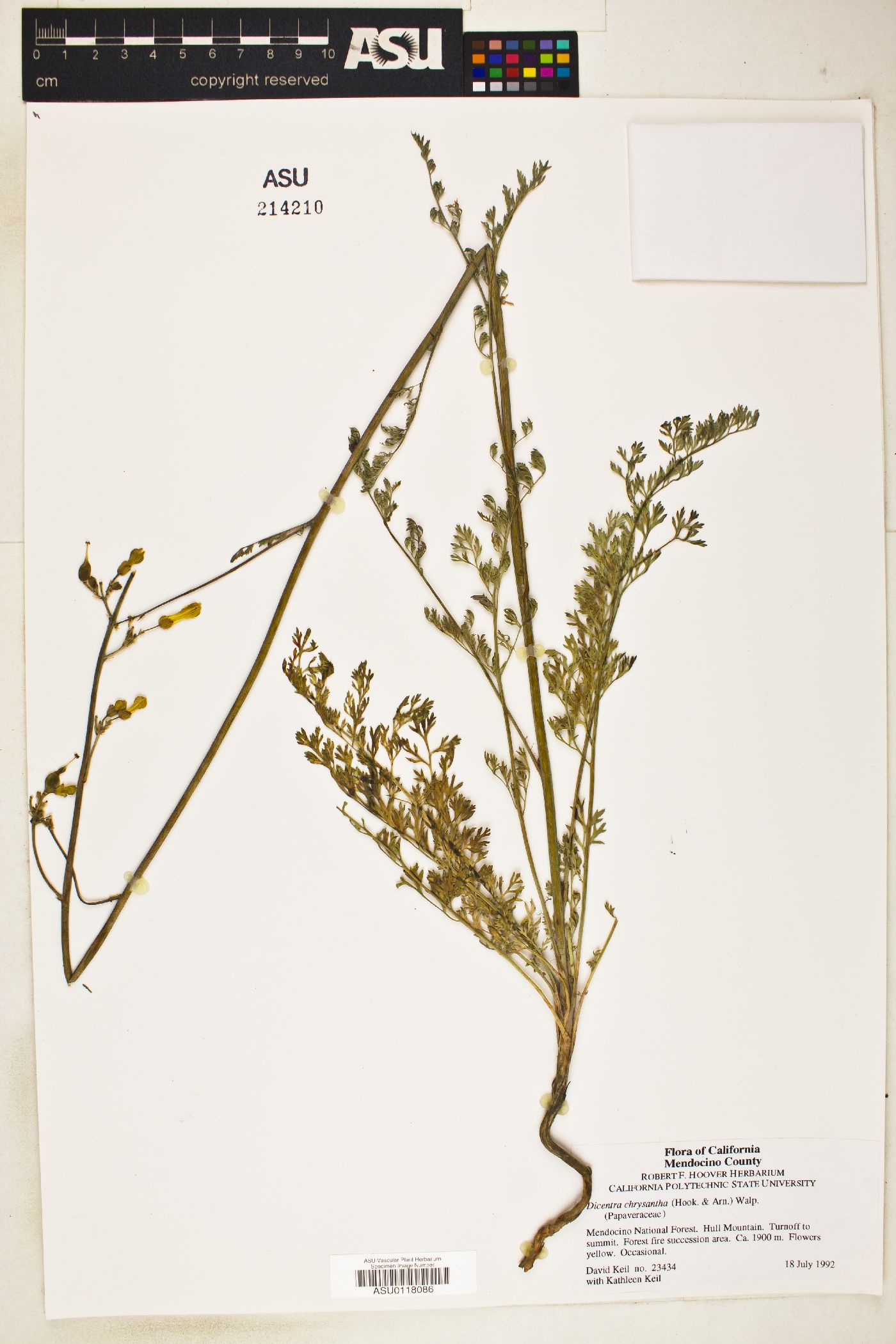 Dicentra chrysantha image