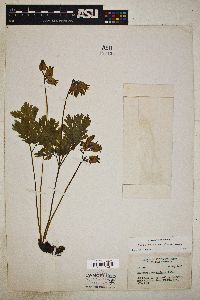 Dicentra formosa image