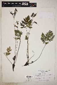 Dicentra eximia image