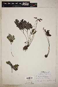 Dicentra formosa image