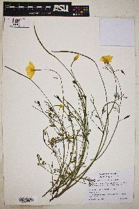 Eschscholzia caespitosa image