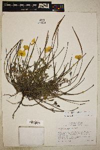 Eschscholzia californica image