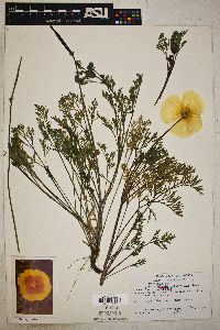 Eschscholzia californica image