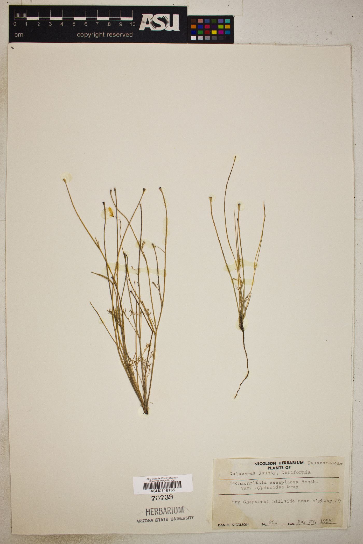 Eschscholzia caespitosa var. hypecoides image
