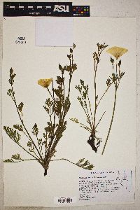 Eschscholzia californica image