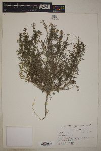 Fumaria officinalis image