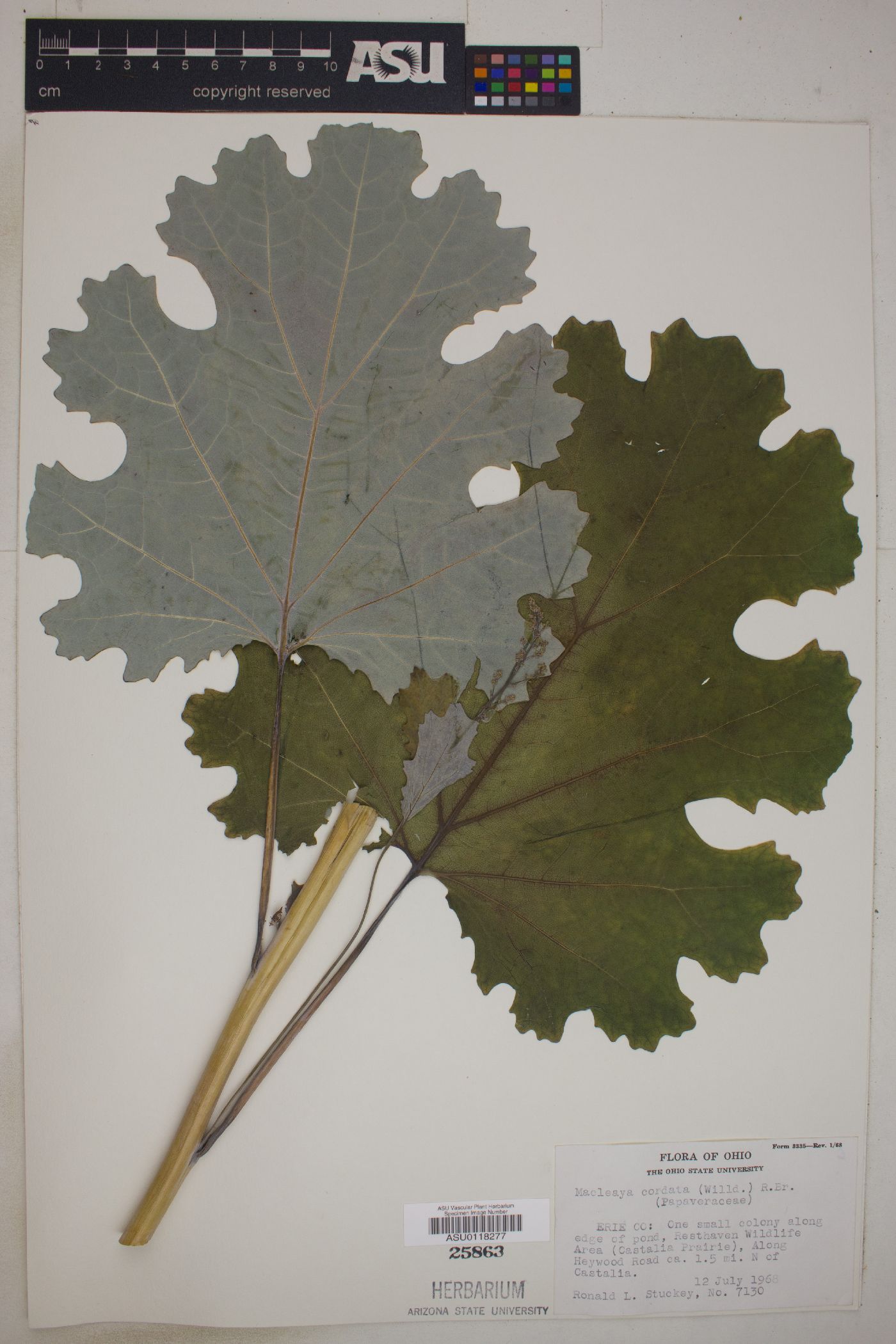 Macleaya cordata image