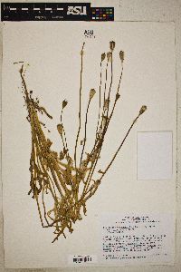 Image of Stylomecon heterophylla