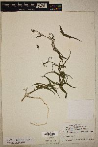 Passiflora tenuiloba image
