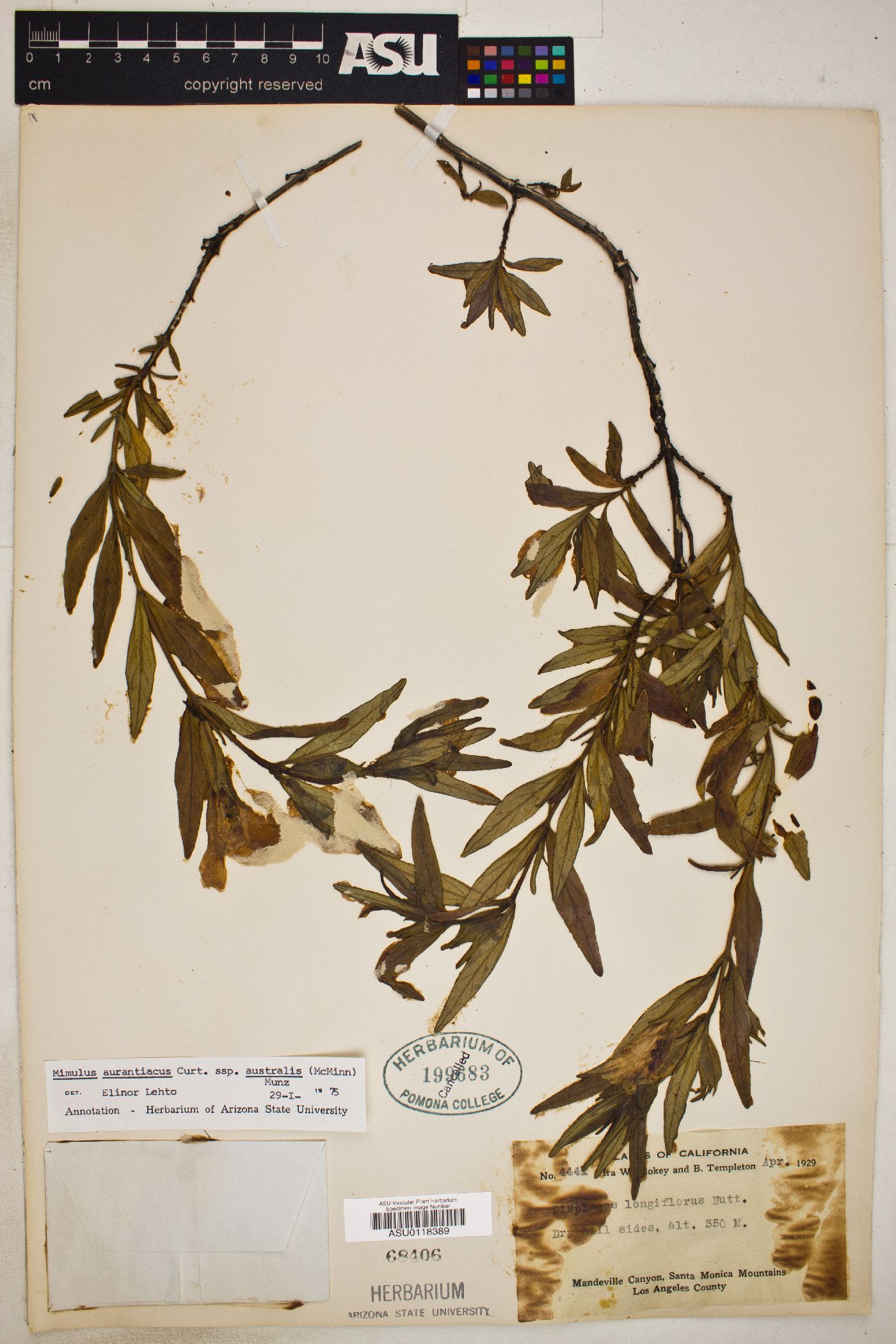 Diplacus aurantiacus subsp. australis image