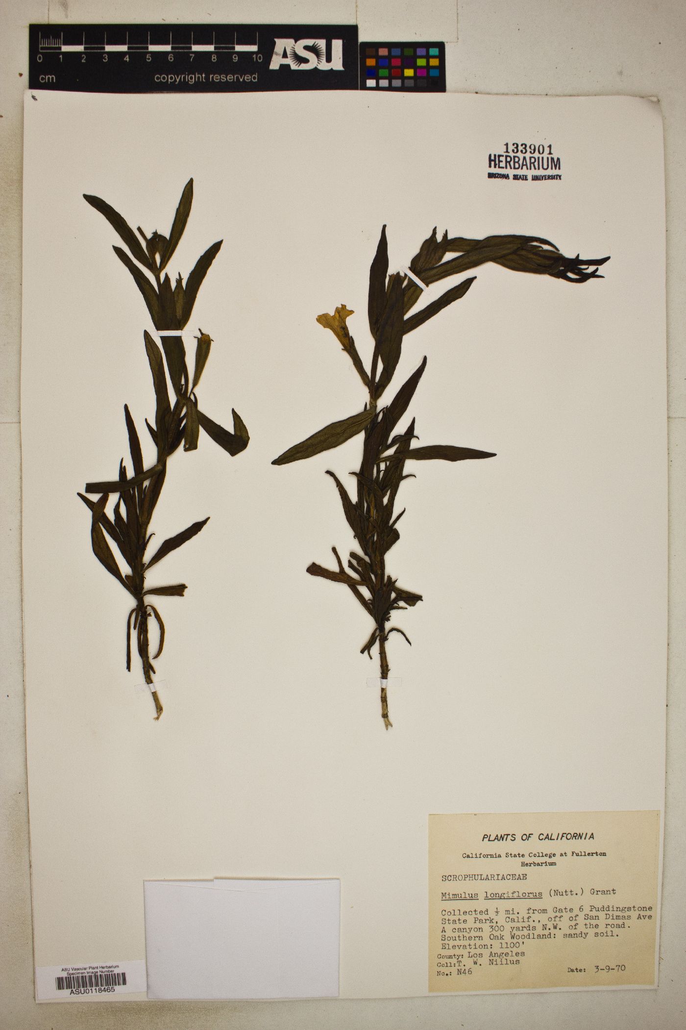 Diplacus longiflorus image