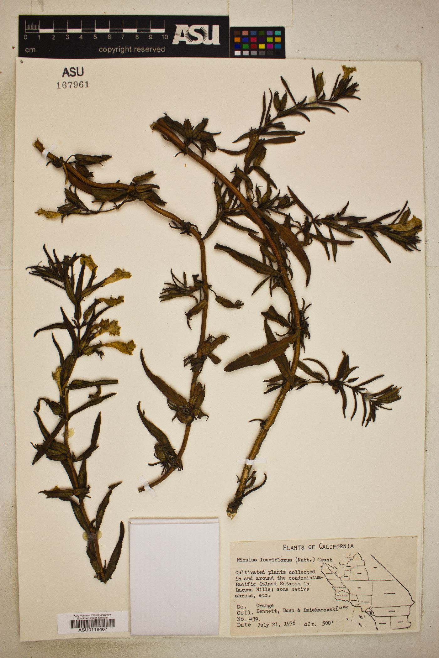 Diplacus longiflorus image