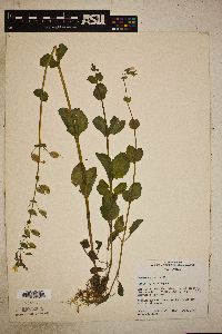 Image Associated With the Occurence