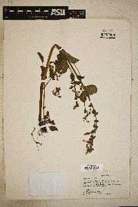 Image Associated With the Occurence