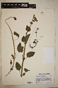 Image Associated With the Occurence