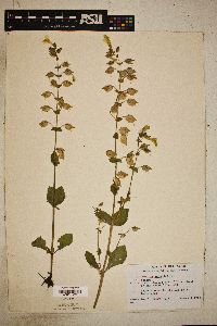 Image Associated With the Occurence