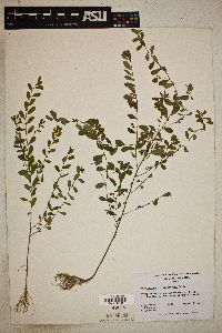 Phyllanthus caroliniensis image