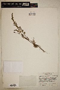 Phyllanthus caroliniensis subsp. caroliniensis image